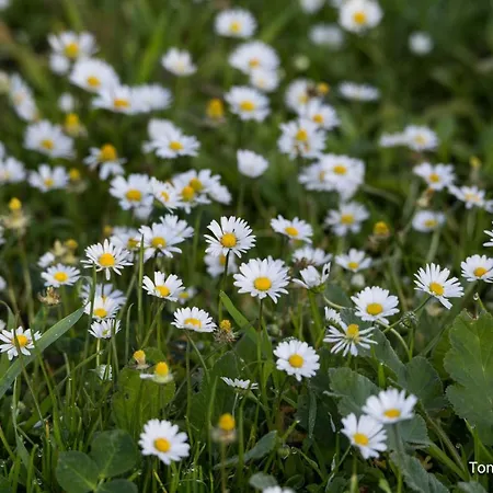 B&B Holygold **** 트리니타폴리