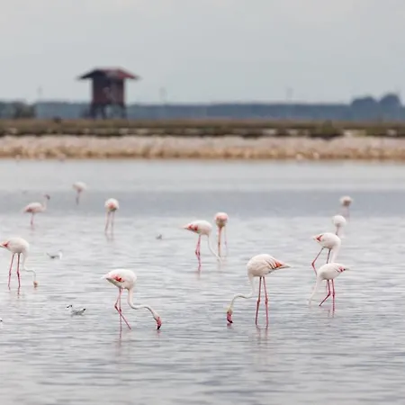 Holygold **** 4* 트리니타폴리