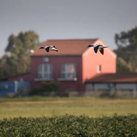 Holygold **** Trinitapoli