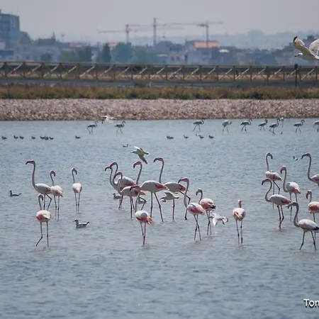 Holygold **** 4* Trinitapoli