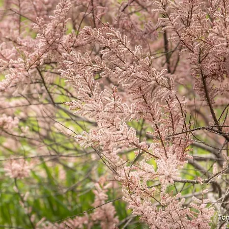 Bed & Breakfast Holygold **** Trinitapoli