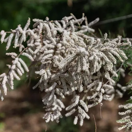 Holygold **** Bed & Breakfast 4*