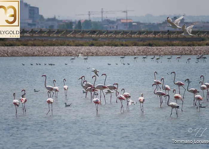 Holygold **** 4* Trinitapoli